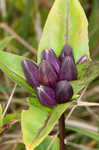 Bottle gentian